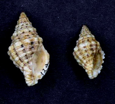 Muricodrupa fenestrata